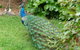 Eurambeen Historic Homestead And Gardens - thumb 4