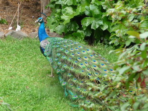 Eurambeen Historic Homestead And Gardens - Tourism Caloundra 4