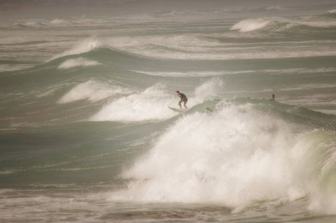 Norfolks - Tourism Caloundra 6