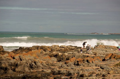 Norfolks - Tourism Caloundra 7