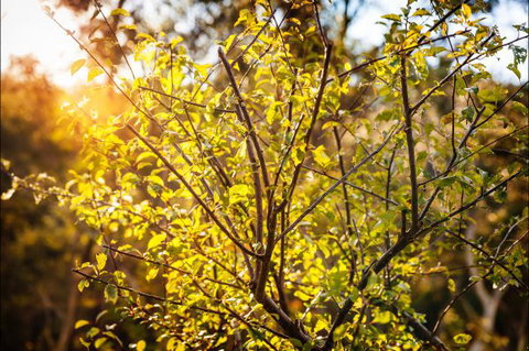 Fifth Ave Katoomba Retreat - Tourism Caloundra 4