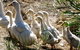 Duck Duck Goose Bed And Breakfast - thumb 0