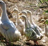Duck Duck Goose Bed and Breakfast - Tourism Caloundra