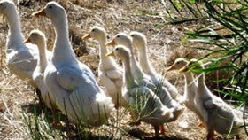 Duck Duck Goose Bed And Breakfast - Tourism Caloundra 0