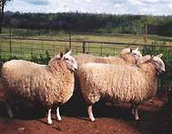 Camerons Farmstay - Tourism Caloundra 2
