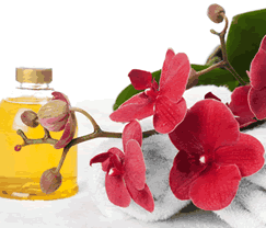 Sunny Hill Retreat Accommodation  Day Spa - Tourism Caloundra