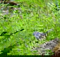 Morialta Bed And Breakfast - Tourism Caloundra