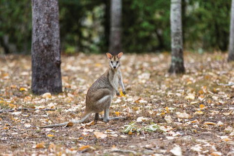 Carnarvon National Park Camping - Tourism Caloundra 2