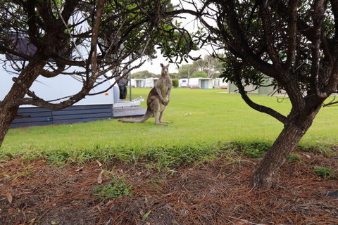 Anglesea Family Caravan Park - Tourism Caloundra 3