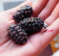 Baileys Lane - Tourism Caloundra