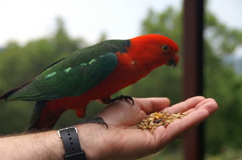 Barrington Tops Escapes - Tourism Caloundra 0