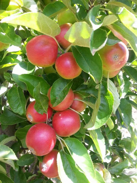 Ballachulish Farm Stay - Tourism Caloundra 5