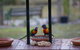 BellbirdHill Bed And Breakfast - thumb 9