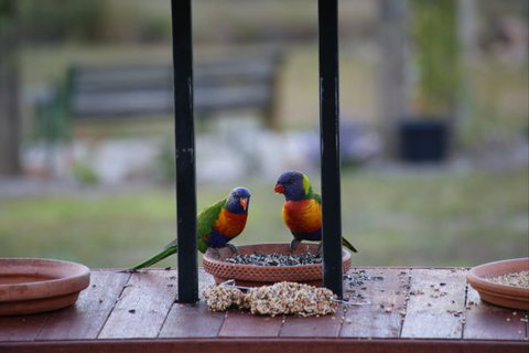 BellbirdHill Bed And Breakfast - Tourism Caloundra 9
