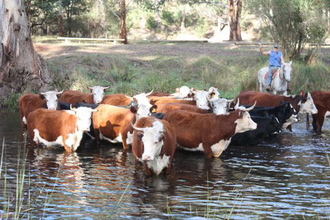 Stockyard Creek - Tourism Caloundra 3