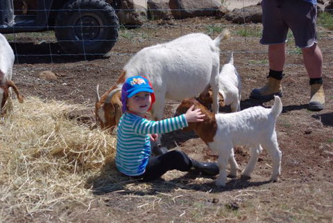Yalooka Farm - Tourism Caloundra 3