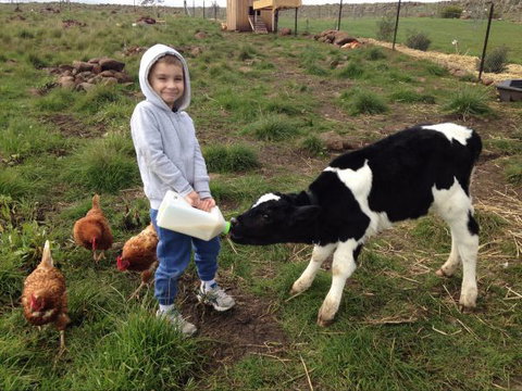 Yalooka Farm - Tourism Caloundra 8