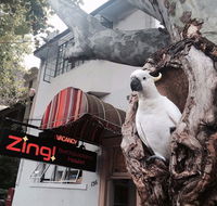 Zing Backpackers Hostel - Tourism Caloundra