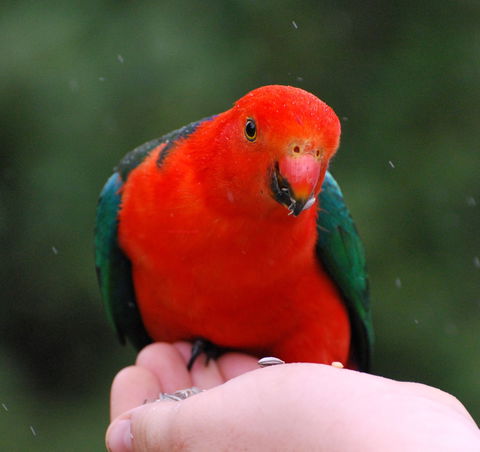 Bellthorpe Stays - Nature's Retreat - Tourism Caloundra 1