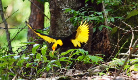 Bellthorpe Stays - Nature's Retreat - Tourism Caloundra 4