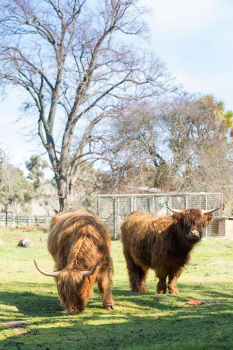 Ratho Farm - Tourism Caloundra 8