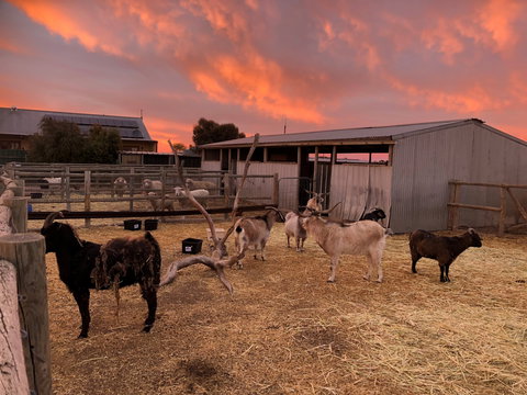 Tarnasey Farm - Schilling's Shack - Tourism Caloundra 4