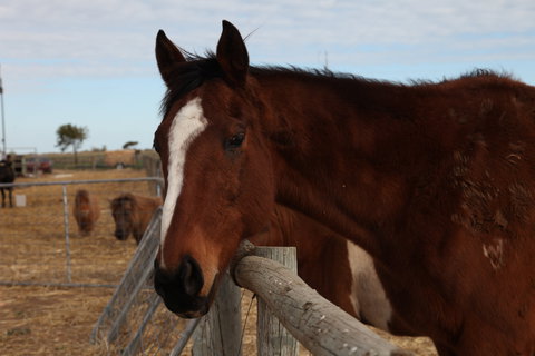 Tarnasey Farm - Schilling's Shack - Tourism Caloundra 5