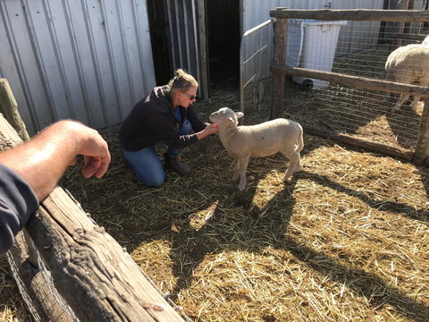 Tarnasey Farm - Schilling's Shack - Tourism Caloundra 6