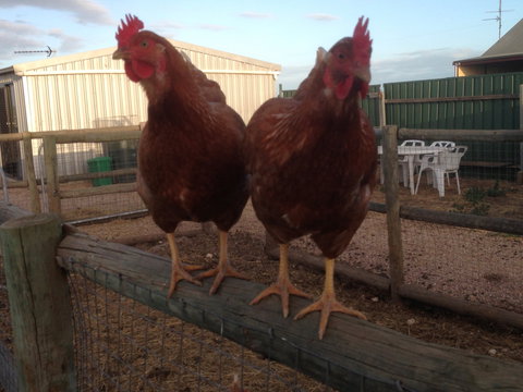 Tarnasey Farm - Schilling's Shack - Tourism Caloundra 7