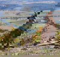 Eaglereach Wilderness Resort - Tourism Caloundra
