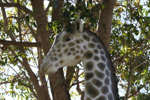 Sarina Palms Caravan Village - Tourism Caloundra 7