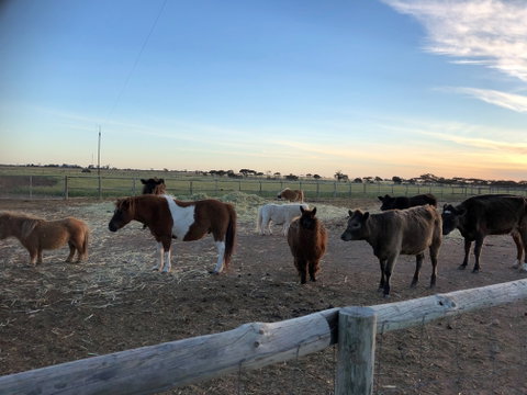 Tarnasey Farm - Bump's Barn - Tourism Caloundra 1
