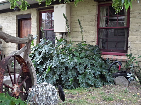 Woolly Butt Bungalow - Tourism Caloundra 2