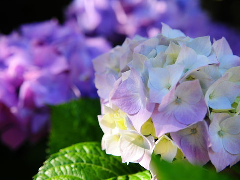 Crays Accommodation - The Esplanade - Tourism Caloundra 1