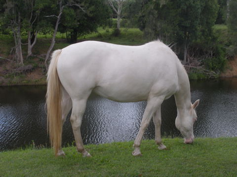 Imbil Bridge Farm And Homestead - Tourism Caloundra 1