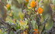 Willandra Group Campground - thumb 2