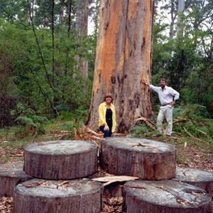 Northcliffe Bibbulmun Break Motel - Tourism Caloundra 4