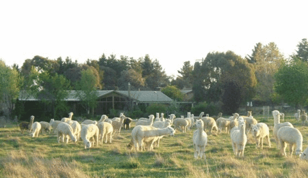 Glenhope Alpacas Self Contained Bb/farmstay