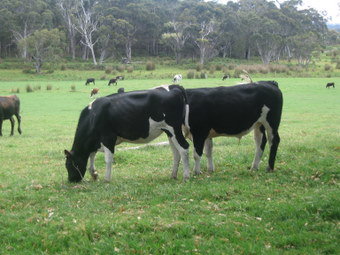 Meerup Springs Farmstay - Tourism Caloundra 1