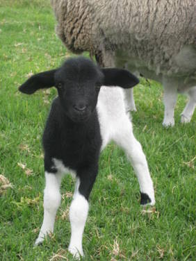 Meerup Springs Farmstay - Tourism Caloundra 2