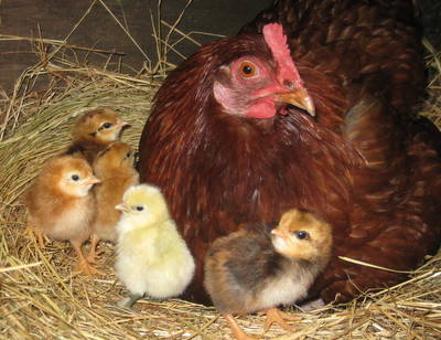 Meerup Springs Farmstay - Tourism Caloundra 4