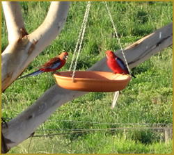 Henlie Park Bed & Breakfast - Tourism Caloundra 3