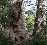Valley of the Giants Cottage - Tourism Caloundra