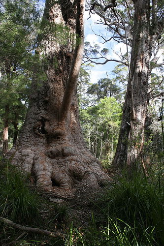 Valley Of The Giants Cottage - Tourism Caloundra 0