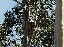 Bush Haven - Tourism Caloundra 1
