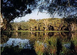 Bush Haven - Tourism Caloundra 3