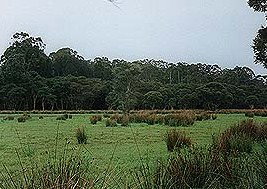 Bush Haven - Tourism Caloundra 4