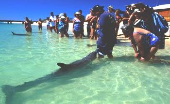 Shark Bay Caravan Park - Tourism Caloundra 1