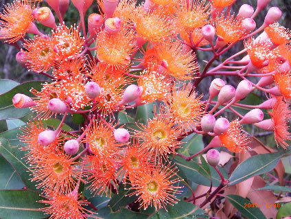 Nutkin Lodge - Tourism Caloundra 5