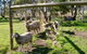 Nyroca Campsite & Group Accommodation - thumb 2